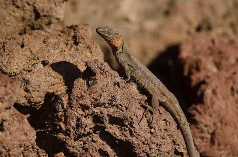 Gran Canaria giant lizard Gallotia stehlini sleeping. La Garita. Telde. Gran Canaria. Canary Islands. Spain. Gran Canaria giant lizard Gallotia stehlini sleeping. La Garita. Telde. Gran Canaria. Canary Islands. Spain.