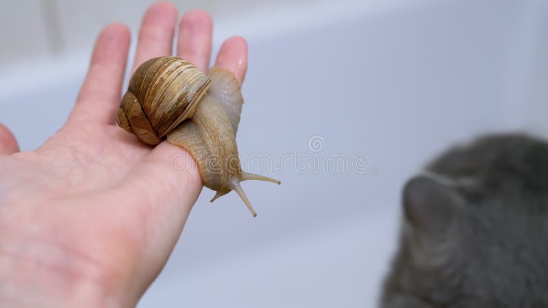 Gran caracol arrastrándose sobre una mano hembra contra el fondo de un curioso gato 4k