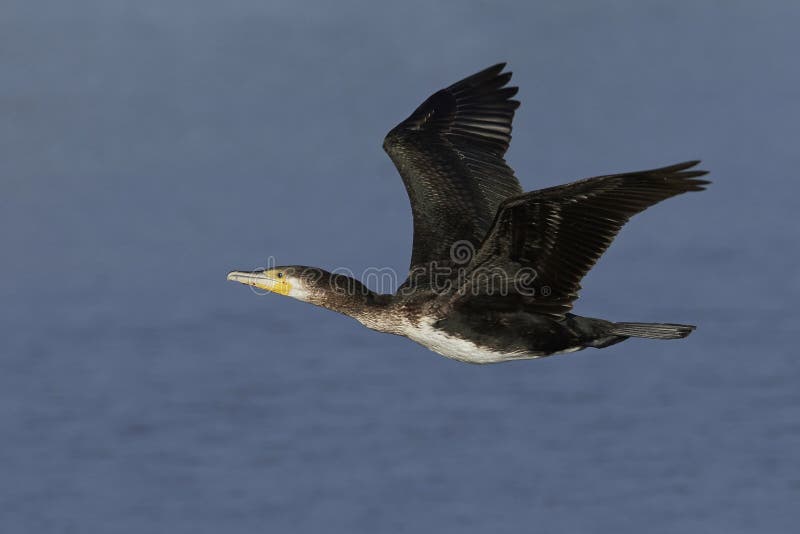 Gran carbón del Phalacrocorax del cormorán imagenes de archivo Gran carbón del Phalacrocorax del cormorán imagenes de archivo