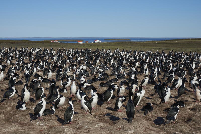 Gran colonia del Shag Imperial en las Islas Falkland imágenes de archivo libres de regalías