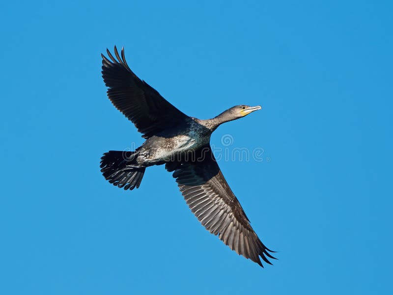 Gran cormorán (carbón del Phalacrocorax) fotografía de archivo Gran cormorán (carbón del Phalacrocorax) fotografía de archivo