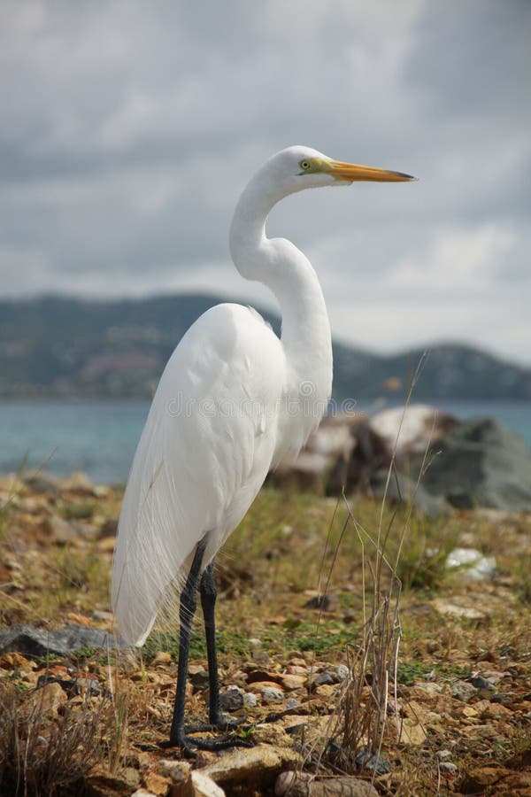 Gran Egret fotografía de archivo