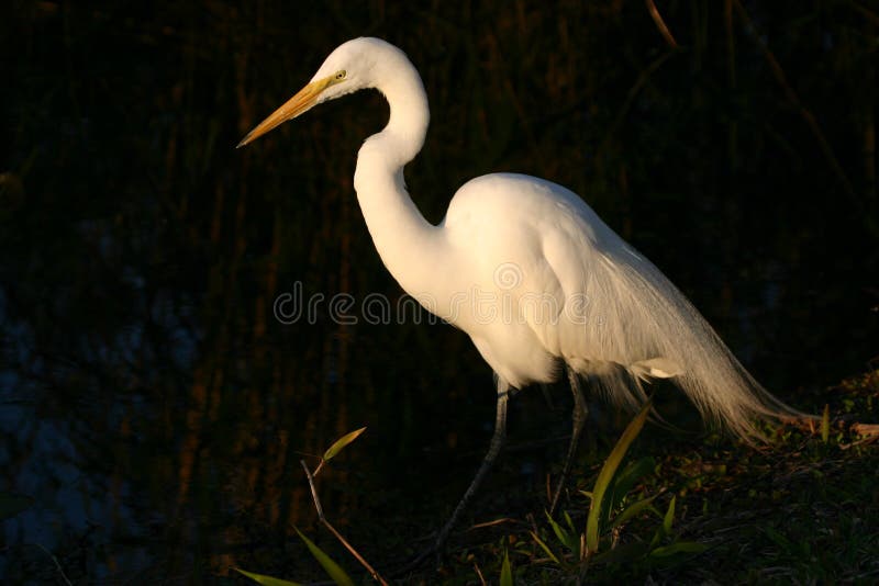 Gran egret imagen de archivo libre de regalías