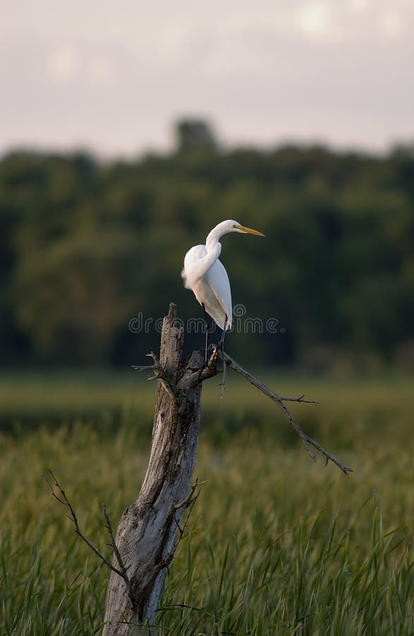Gran Egret fotos de archivo libres de regalías