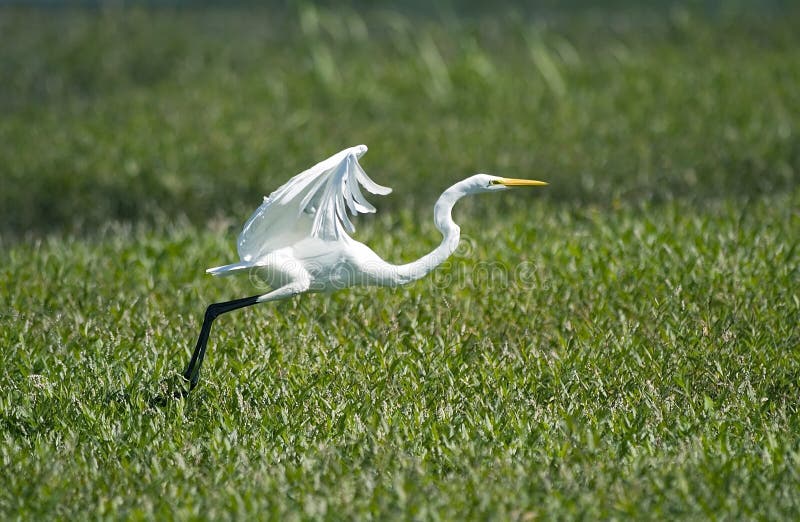 Gran Egret fotografía de archivo