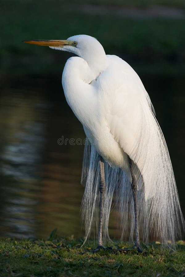Gran Egret 2 imagen de archivo