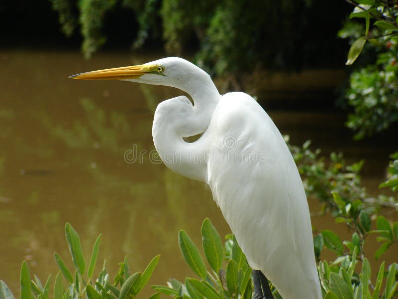 Gran Egret fotografía de archivo libre de regalías