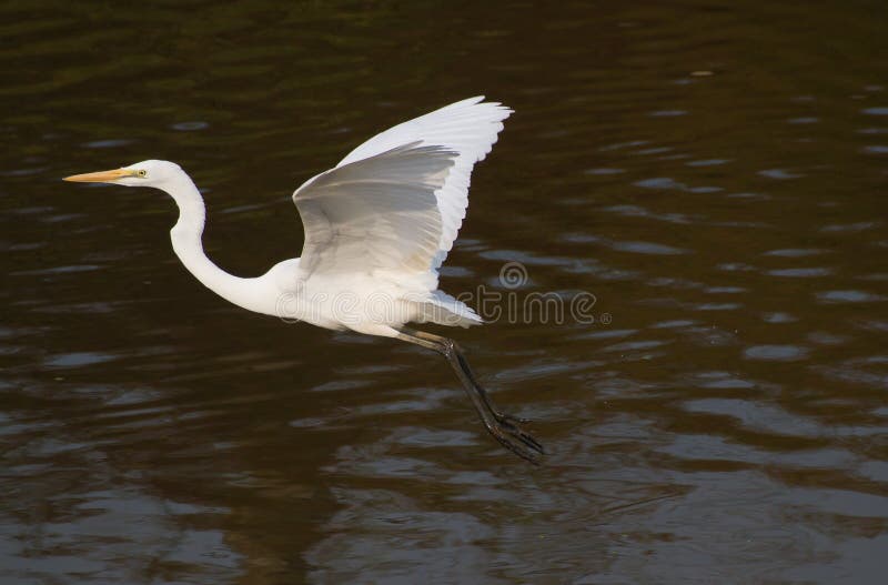 Gran egret imagen de archivo libre de regalías
