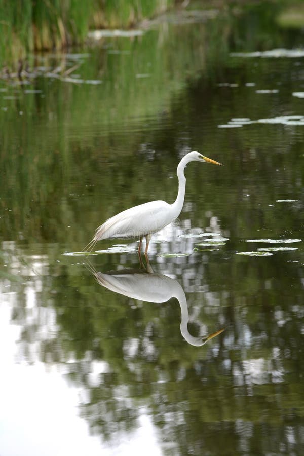 Gran Egret fotografía de archivo libre de regalías