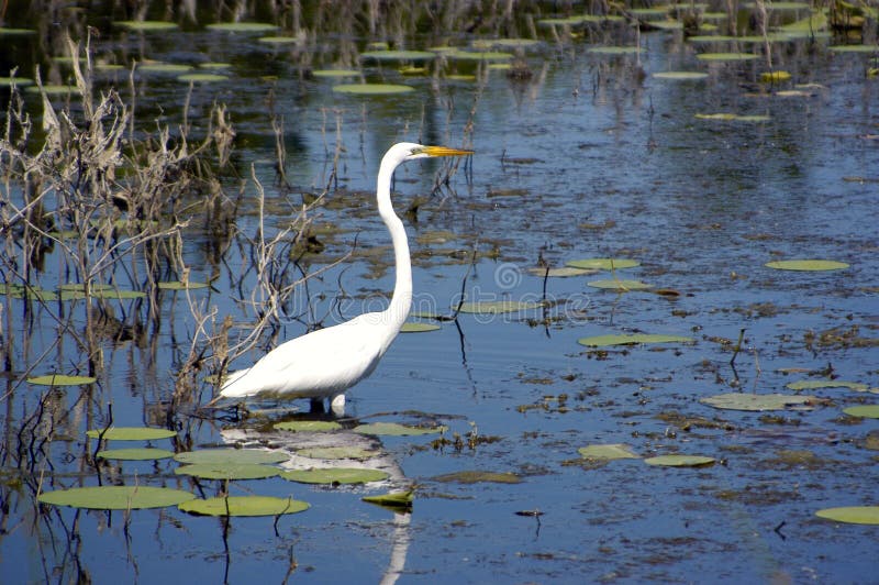 Gran Egret foto de archivo libre de regalías