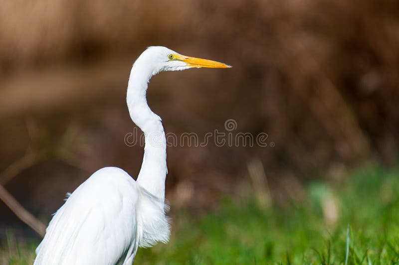 Gran Egret fotografía de archivo libre de regalías