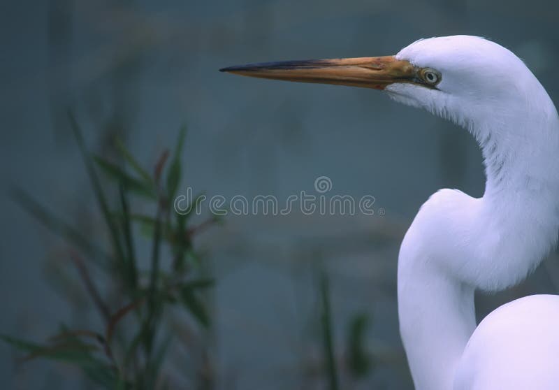Gran egret fotografía de archivo