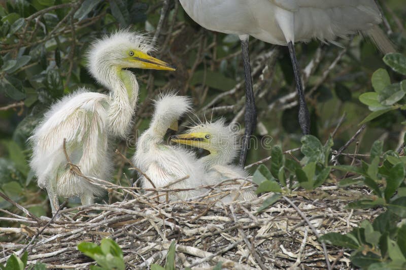 Gran Egret, Ardea alba imagen de archivo