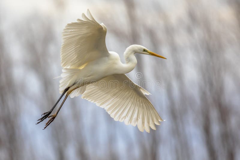 Great white Egret Ardea alba flying at Lake Csaj, Kiskunsagi National Park, Pusztaszer, Hungary. February. It is a large, widely distributed egret, with four subspecies found in Asia, Africa, the Americas, and southern Europe. Great white Egret Ardea alba flying at Lake Csaj, Kiskunsagi National Park, Pusztaszer, Hungary. February. It is a large, widely distributed egret, with four subspecies found in Asia, Africa, the Americas, and southern Europe