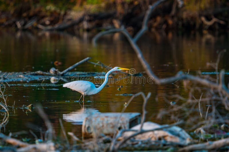 Gran Egret del Este en el Lago de Rock Blanco en Dallas TX fotografía de archivo libre de regalías