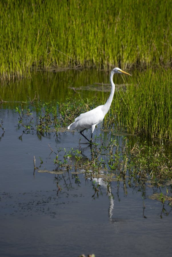 Gran Egret en los marismas imagenes de archivo