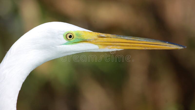 Gran Egret en perfil fotos de archivo
