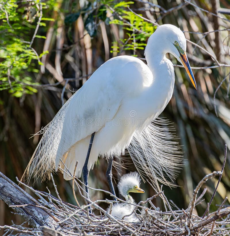 Gran Egret foto de archivo libre de regalías