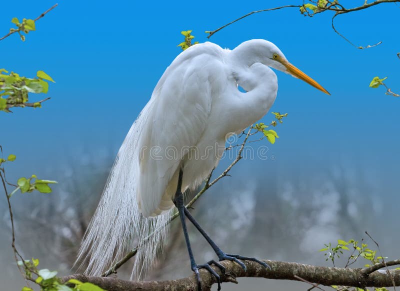 Gran Egret en un árbol fotos de archivo