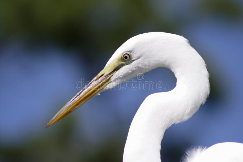 Gran Egret la Florida imagen de archivo