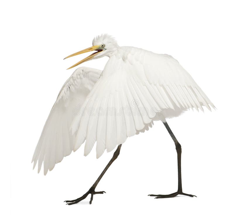 Gran Egret o gran Egret blanco fotos de archivo libres de regalías