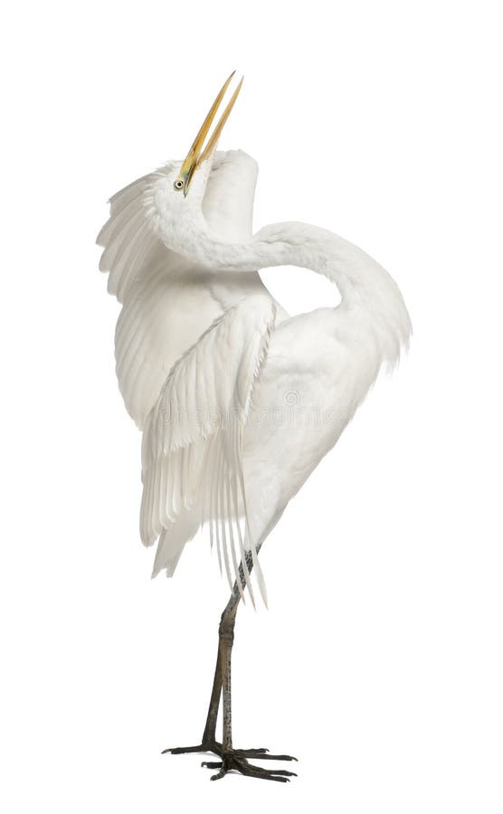 Gran Egret o gran Egret blanco fotos de archivo