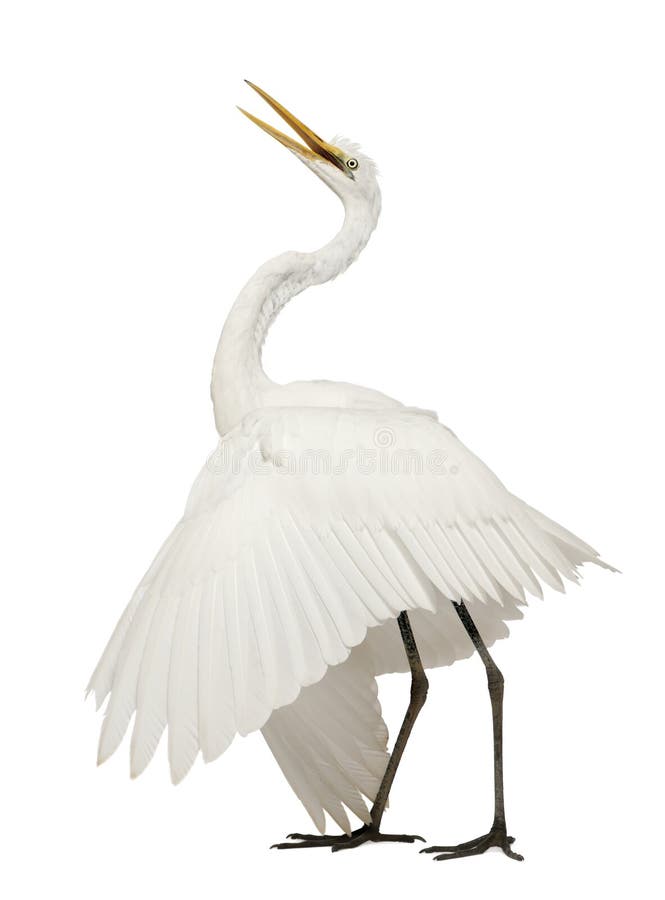 Gran Egret o gran Egret blanco imágenes de archivo libres de regalías