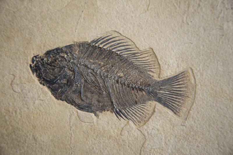 Gran Fósil de pescado en una losa de arenisca imágenes de archivo libres de regalías Gran Fósil de pescado en una losa de arenisca imágenes de archivo libres de regalías
