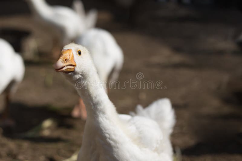 Big white goose craned its neck and runs. Big white goose craned its neck and runs