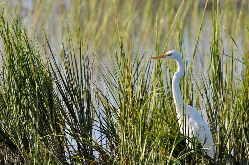 Gran garceta, o garceta común, cazando en cañas en el Huntington Beach, Carolina del Sur fotografía de archivo