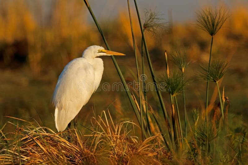 Gran garganta en el hábitat natural del Parque Nacional Chobe Botswana fotografía de archivo libre de regalías