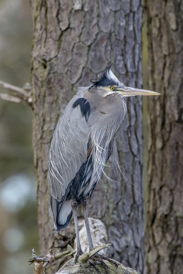 Gran garza azul, herodias del Ardea, hifding en un árbol imagenes de archivo Gran garza azul, herodias del Ardea, hifding en un árbol imagenes de archivo