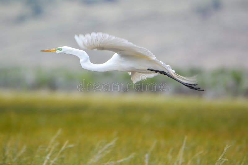 Gran garza con plumaje blanco en vuelo en pradera fotografía de archivo libre de regalías
