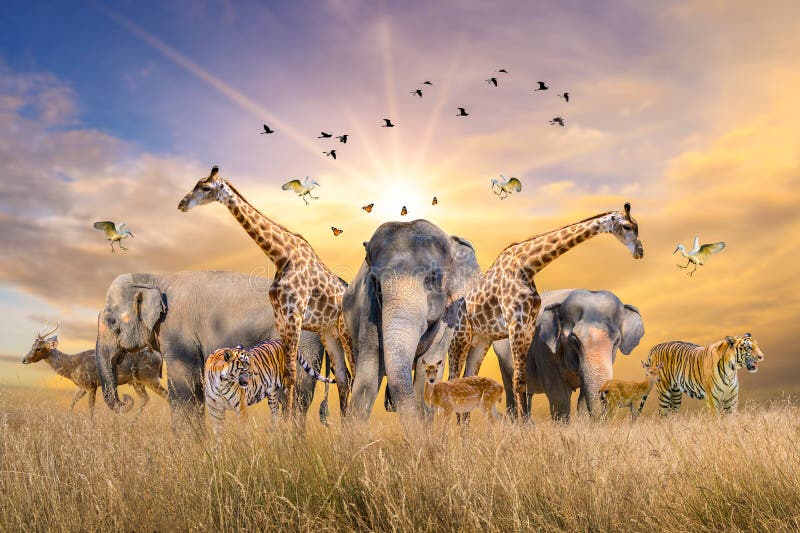 Gran grupo de animales africanos de safari. Concepto de la conservación de la vida silvestre Gran grupo de animales africanos de safari. Concepto de la conservación de la vida silvestre