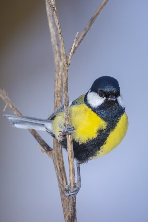 Gran paro de aves de ojo mayor forraje en la nieve hermoso entorno de invierno frío fotos de archivo