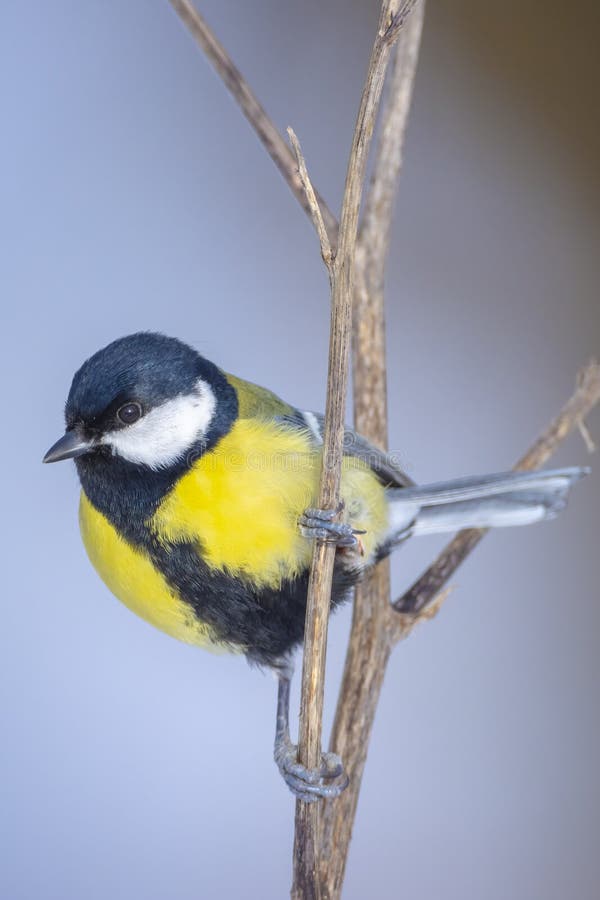 Gran paro de aves de ojo mayor forraje en la nieve hermoso entorno de invierno frío foto de archivo libre de regalías