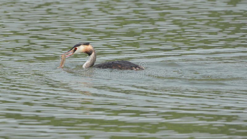 Gran pesca de altura almacen de metraje de vídeo