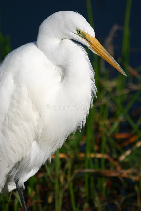 Gran retrato del egret fotografía de archivo libre de regalías