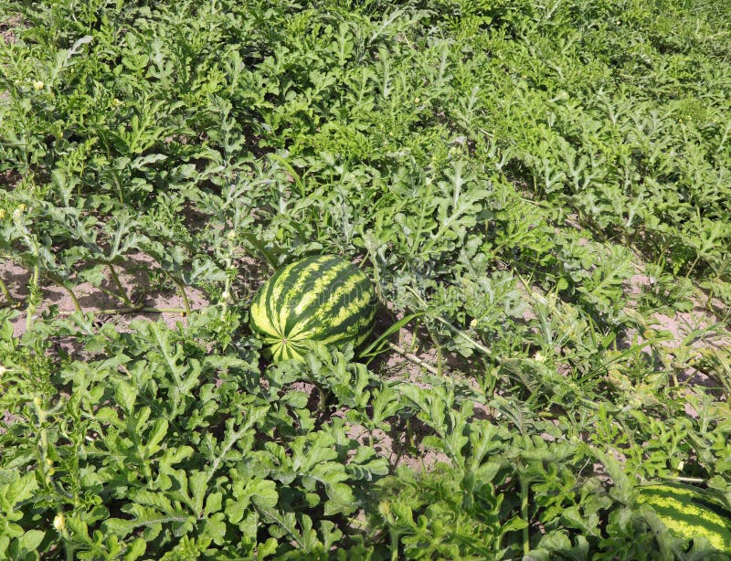 big green ripe watermelon and plant leaves in cultivated sandy soil in summer. big green ripe watermelon and plant leaves in cultivated sandy soil in summer