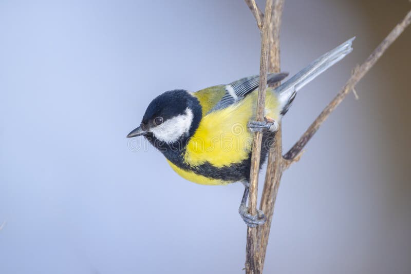 Gran teta pájaro parus forraje mayor en la nieve hermoso frío invierno ajuste fotografía de archivo