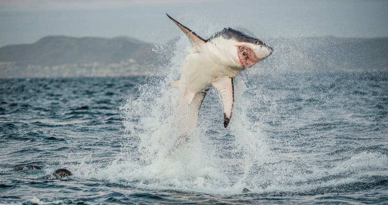 Gran violación del carcharias del Carcharodon del tiburón blanco imagenes de archivo Gran violación del carcharias del Carcharodon del tiburón blanco imagenes de archivo