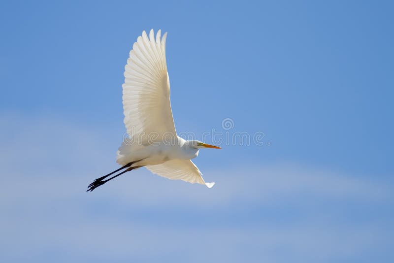 Gran vuelo del Egret fotos de archivo