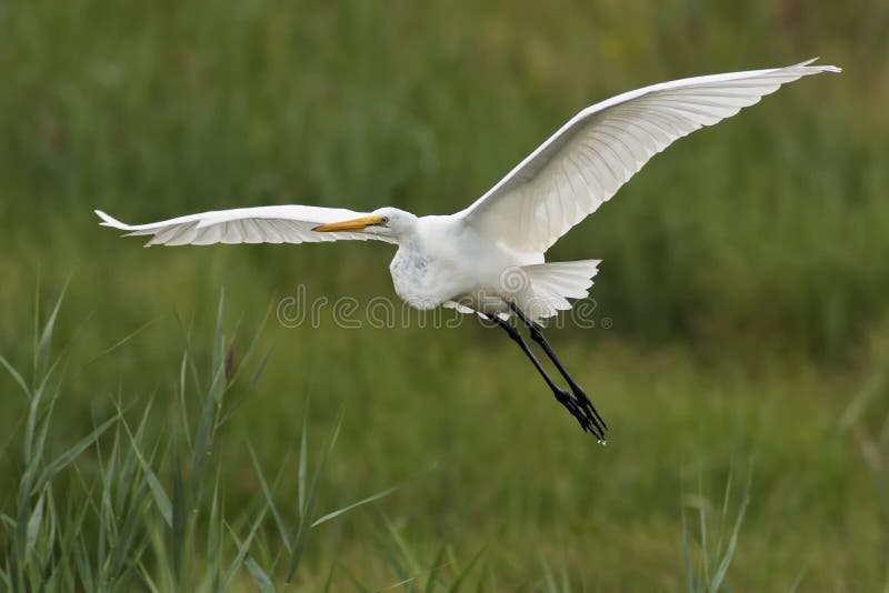 Gran vuelo del Egret imágenes de archivo libres de regalías