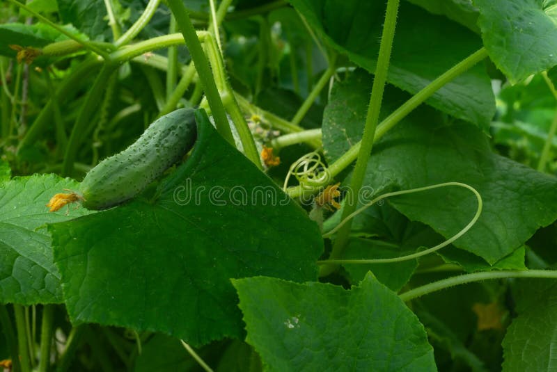 big delicious cucumber hanging on a leaf in a greenhouse in summer. big delicious cucumber hanging on a leaf in a greenhouse in summer.