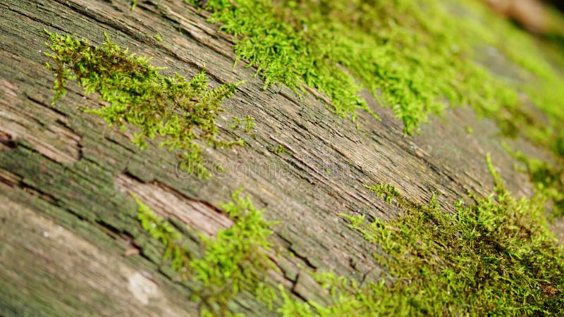 Gran árbol caído cubierto de musgo verde. captura de macro. vista superior.