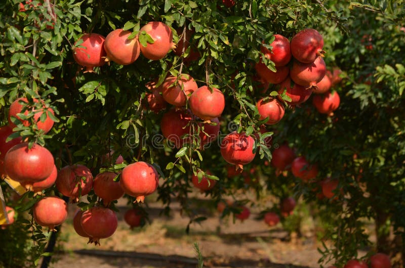 Close up of the pomegranate tree branch with fresh red pomegranates. Close up of the pomegranate tree branch with fresh red pomegranates