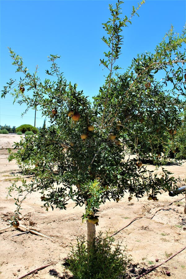 Granada, granatum del Punica, fruta que lleva el arbusto de hojas caducas o el pequeño árbol situado en la cala de la reina, Ariz imágenes de archivo libres de regalías Granada, granatum del Punica, fruta que lleva el arbusto de hojas caducas o el pequeño árbol situado en la cala de la reina, Ariz imágenes de archivo libres de regalías