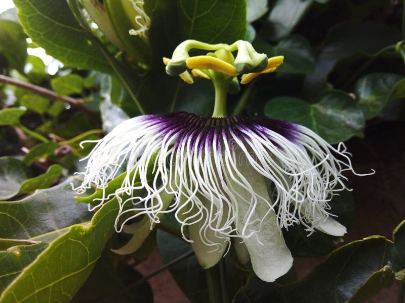 A Granadilla Passion Fruit Flower in Bloom Stock Photo Image of pick