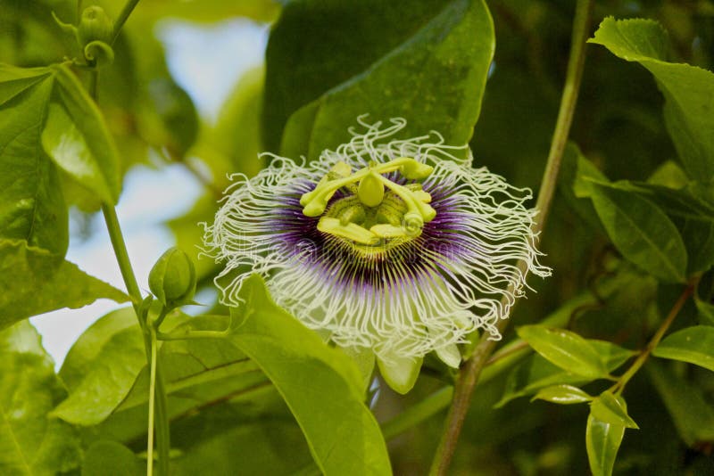 Granadilla passionflower stock images Granadilla passionflower stock images