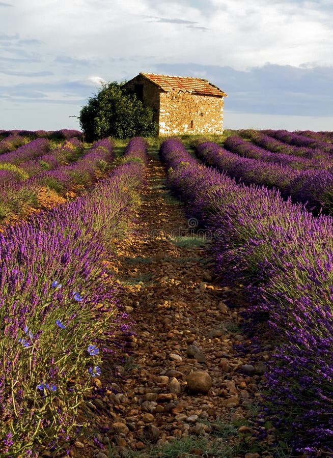 Granaio nel giacimento della lavanda sul plateau de Valensole fotografie stock Granaio nel giacimento della lavanda sul plateau de Valensole fotografie stock